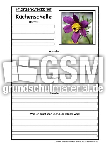 Pflanzensteckbrief-Küchenschelle.pdf